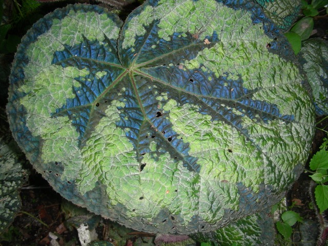 B. ‘Yorke’s Merinda’